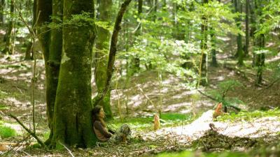 Experiencia sensorial: baños de bosque en Ultzama y Basaburua
